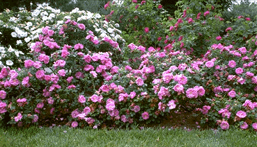 Image of shrub roses
